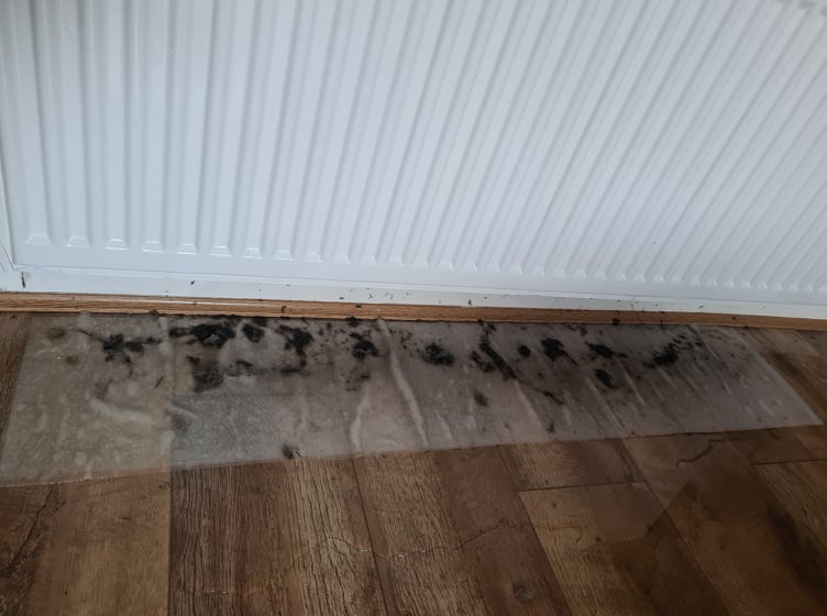 radiator after cleaning