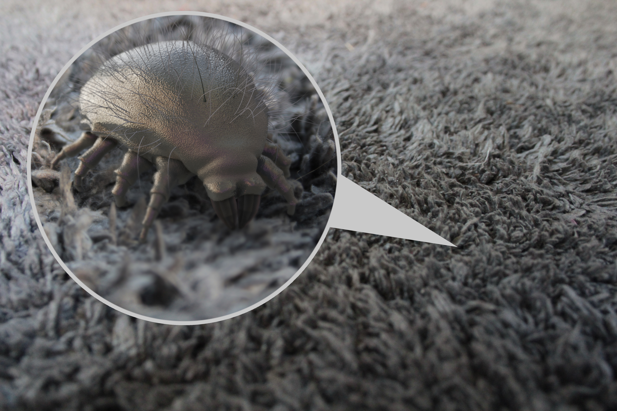 dust mite